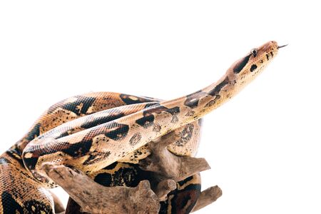 Selective focus of python with sticking out tongue on wooden snag isolated on white