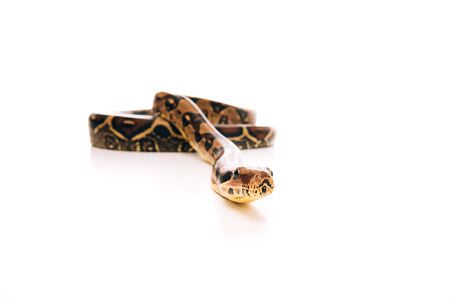 Selective focus of python on white background with copy space