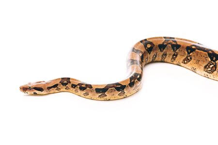 High angle view of python snake on white background