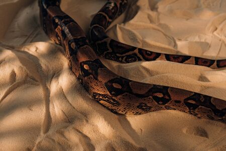 High angle view of snake in sunlight on sand