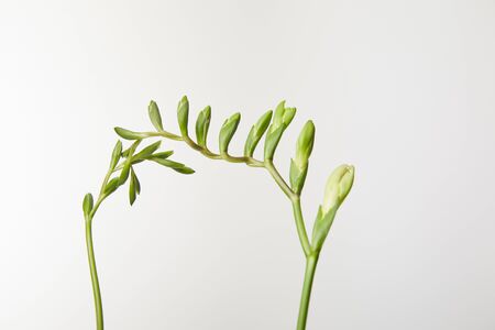 green buds of plant isolated on whiteの写真素材