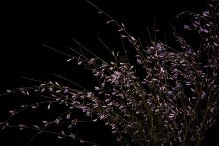 Wildflowers with violet petals isolated on blackの写真素材