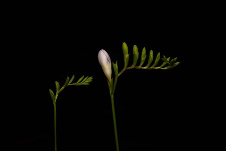 Stems of freesia with flower buds isolated on blackの写真素材
