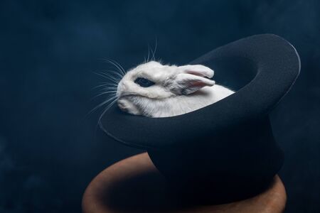 white rabbit sitting in hat on stool in dark room with smokeの写真素材