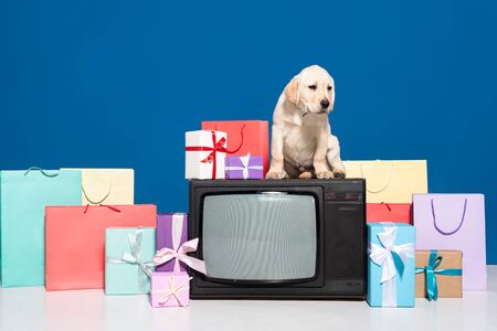 golden retriever puppy on vintage tv near gifts and purchases on blue backgroundの写真素材