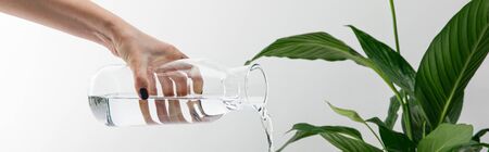 cropped view of woman pouring water from bottle near green peace lily plant on white background, panoramic shotの写真素材