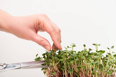 Cropped view of woman with scissors cutting microgreens isolated on whiteの写真素材