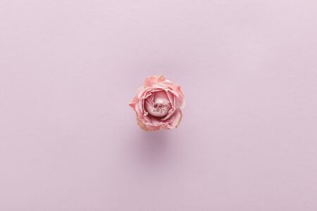 top view of blooming pink rose on violet background