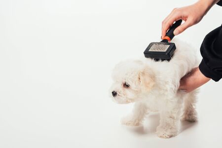 cropped view of woman brushing hair of Havanese puppy on white backgroundの写真素材