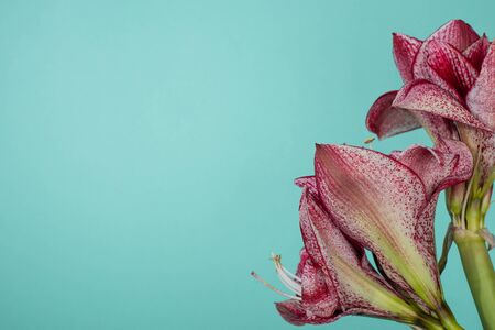 close up view of red lilies isolated on turquoise