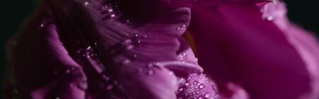 close up view of violet tulip with water drops, panoramic shotの写真素材