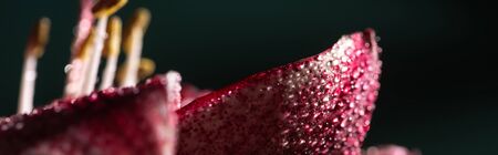 close up view of red lily flower with water drops isolated on black, panoramic shotの写真素材