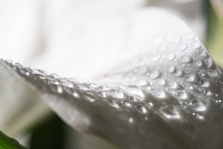 close up view of white petal of lily flower with water dropsの写真素材