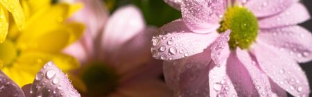 close up view of yellow and violet daisies with water drops, panoramic shotの写真素材