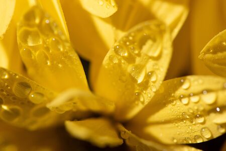 close up view of yellow daisy with water drops on petalsの写真素材
