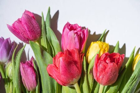 bouquet of colorful spring tulips with water drops on white backgroundの写真素材