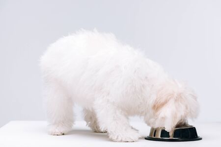 Bichon havanese dog eating dog food from bowl on white surface isolated on greyの写真素材