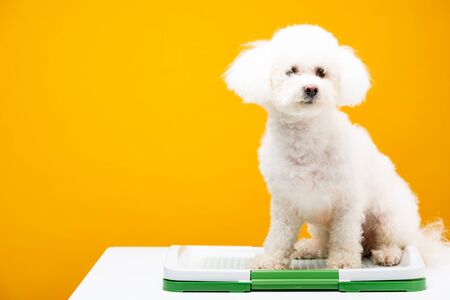 Havanese dog sitting on pet toilet on white surface isolated on yellow