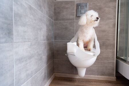 Havanese dog coiled up in toilet paper sitting on closed toilet in restroomの写真素材