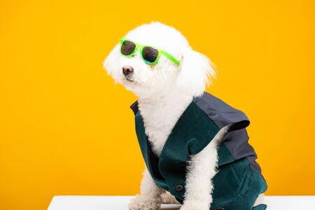 Cute havanese dog in waistcoat and sunglasses sitting on white surface isolated on yellowの写真素材