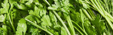 Top view of green parsley, panoramic shot