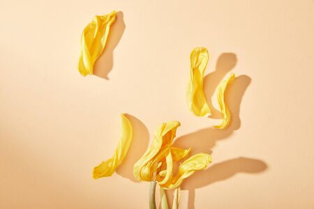 top view of dried yellow tulip petals on beige backgroundの写真素材
