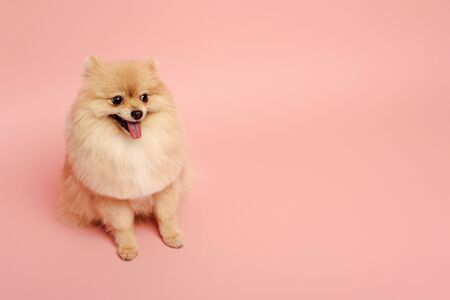 cute little pomeranian spitz dog sitting on pinkの写真素材
