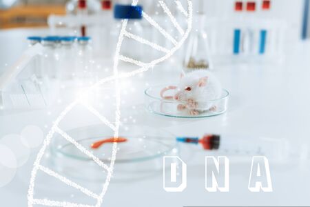 selective focus of white mouse near syringe, petri dish with blood sample and containers with medicines, dna illustrationの写真素材