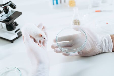 cropped view of veterinarian in rubber gloves holding white mouse and petri dish near microscopeの写真素材