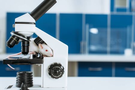 little while mouse on microscope in veterinary clinic