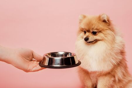 cropped view of fluffy woman giving bowl with food to pomeranian spitz dog isolated on pinkの写真素材