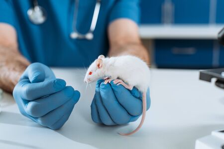 cropped view of veterinarian in latex gloves examining white mouse in clinicの写真素材