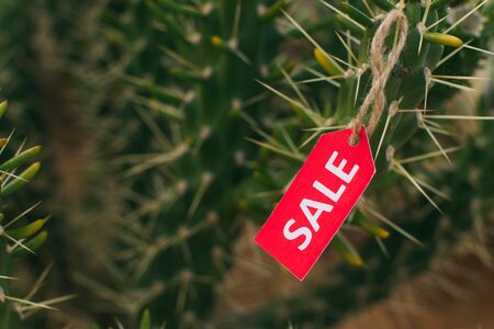 close up of red tag with sale lettering on cactusの写真素材
