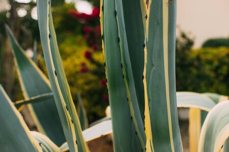 selective focus of green aloe leaves outsideの写真素材