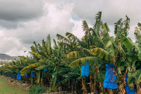 green palm trees against grey cloudy skyの写真素材