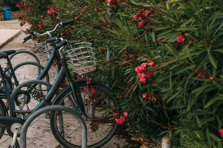 selective focus of bicycle near blossoming flowers