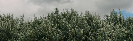 panoramic shot of fresh and green plants against sky with cloudsの写真素材
