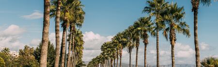 panoramic shot of promenade alley with green palm trees against blue skyの写真素材