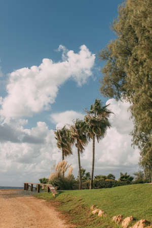 sunlight on green palm trees near grass against blue sky with cloudsの写真素材