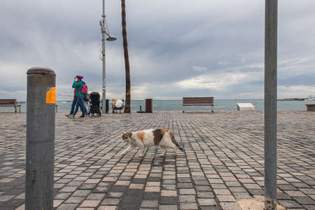 PAPHOS, CYPRUS - MARCH 31, 2020: cute cat walking on street near people and sea shoreのeditorial素材
