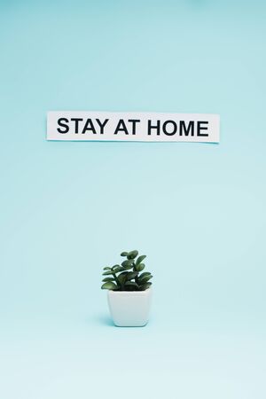 Flowerpot with money plant near card with stay at home lettering on blue