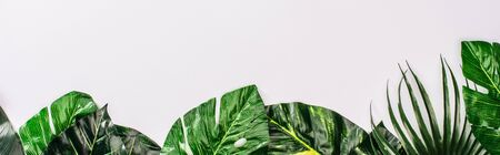 Panoramic shot of top view of leaves of tropical plants on white surfaceの写真素材
