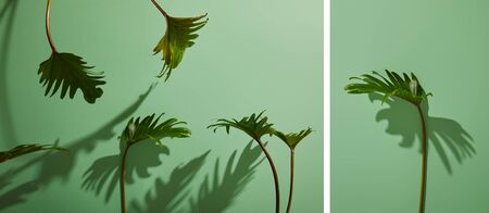 collage of fresh tropical green leaves on green background with shadowの写真素材