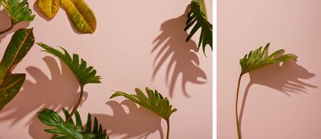 collage of fresh tropical green leaves on pink backgroundの写真素材