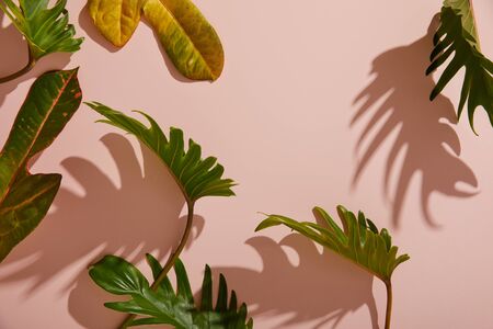 fresh tropical green leaves on pink backgroundの写真素材
