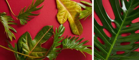 collage of tropical green leaves on red backgroundの写真素材