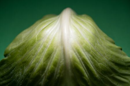 close up view of fresh cabbage leaf on green backgroundの写真素材