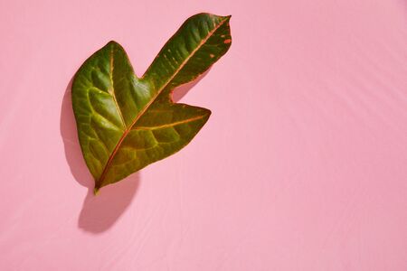 top view of fresh tropical green leaf on pink plastic backgroundの写真素材
