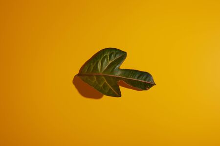 top view of tropical green leaf on yellow background with shadowの写真素材