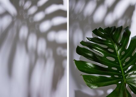 collage of fresh tropical green leaf on white background with shadowの写真素材